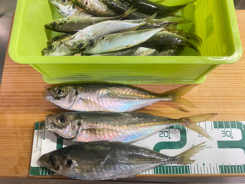 アジの釣果