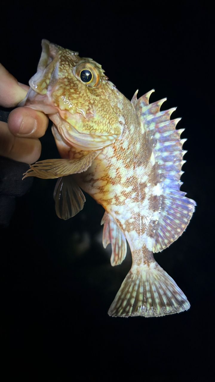 アジ