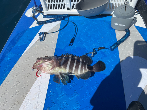 マハタの釣果