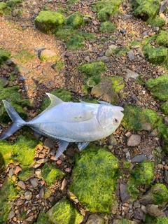 ロウニンアジの釣果