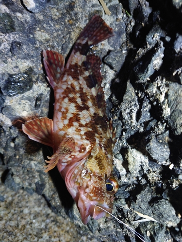 カサゴの釣果