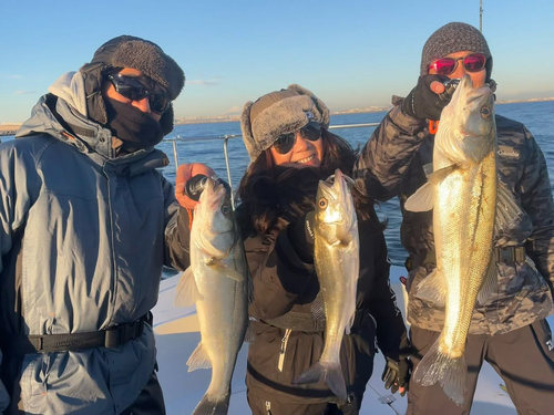 シーバスの釣果