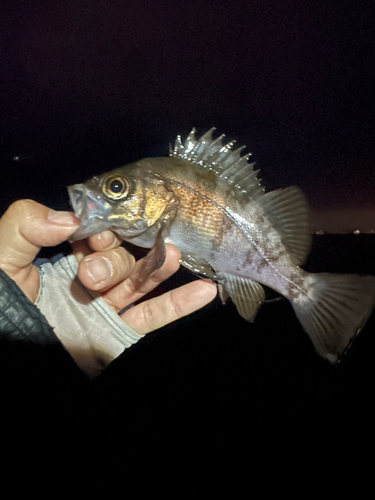 メバルの釣果