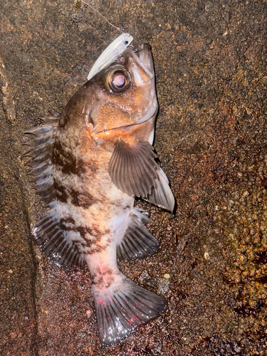 メバルの釣果