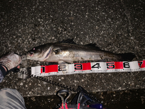 シーバスの釣果