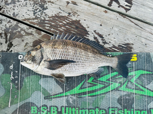 仮屋湾西遊魚センター