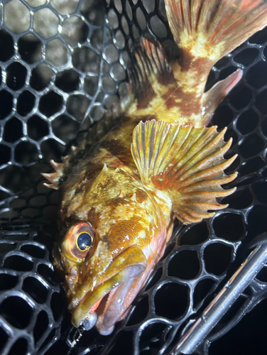 カサゴの釣果