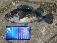 マゾイの釣果