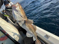 タラの釣果