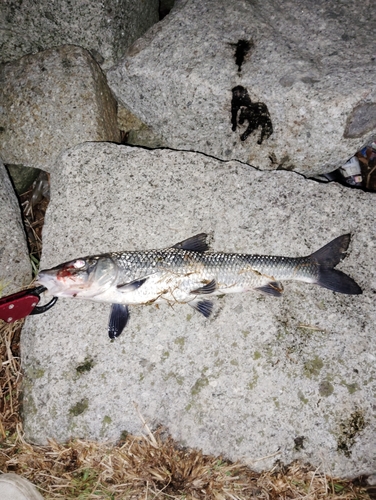 ニゴイの釣果