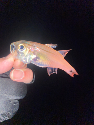 ネンブツダイの釣果