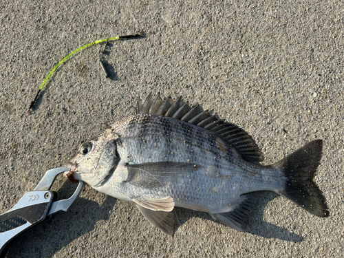 メイタの釣果