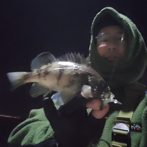 シロメバルの釣果