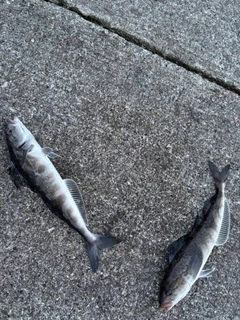 ホッケの釣果