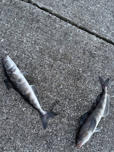 ホッケの釣果