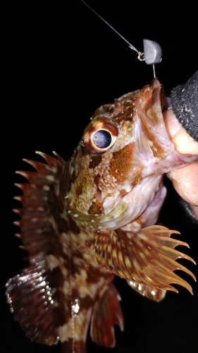 カサゴの釣果