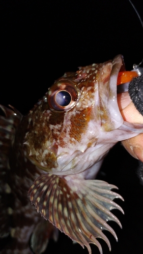 カサゴの釣果