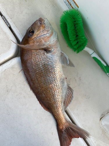 タイの釣果