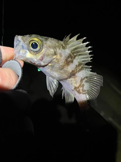 メバルの釣果