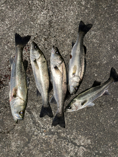 シーバスの釣果