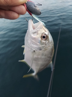 メッキの釣果