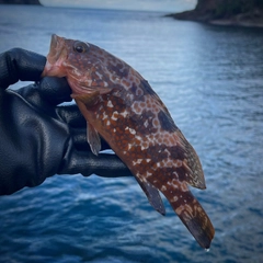 キジハタの釣果