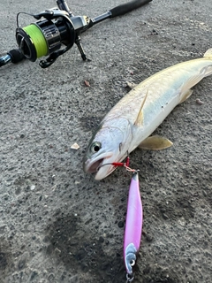 アメマスの釣果