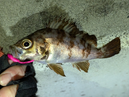 メバルの釣果