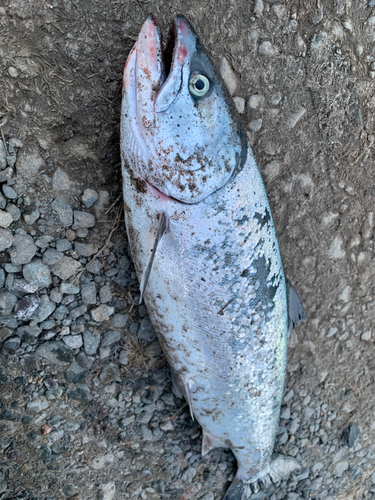 サクラマスの釣果