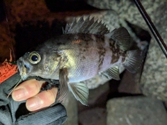 メバルの釣果