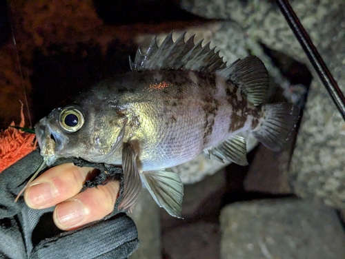 メバルの釣果