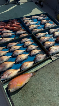 タイの釣果