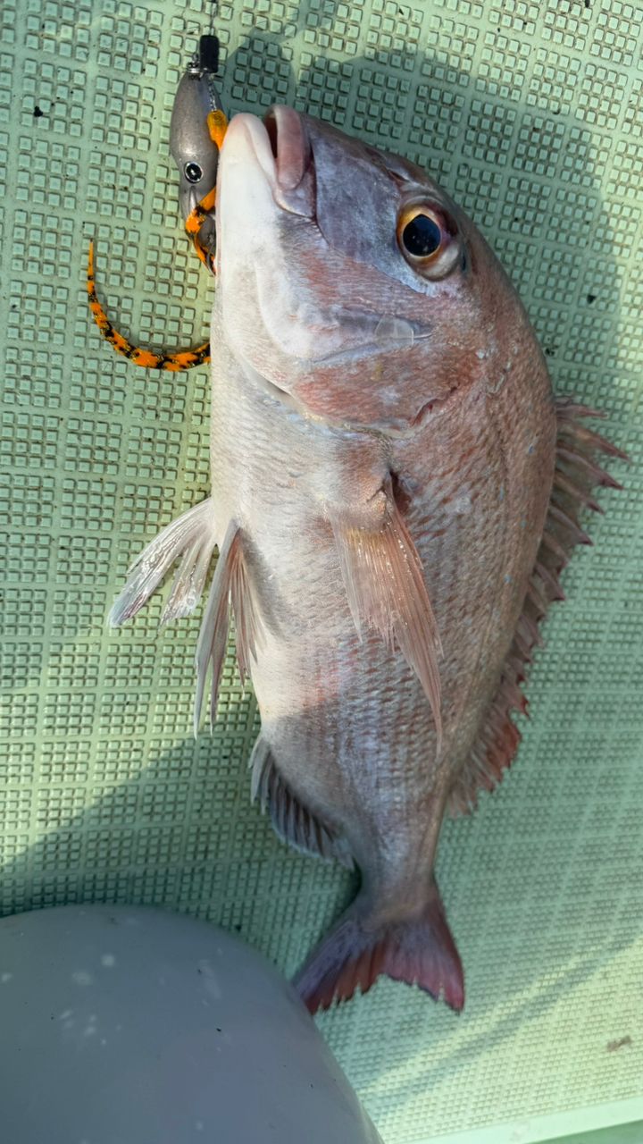 釣り好きシンパパ🫶さんの釣果 2枚目の画像