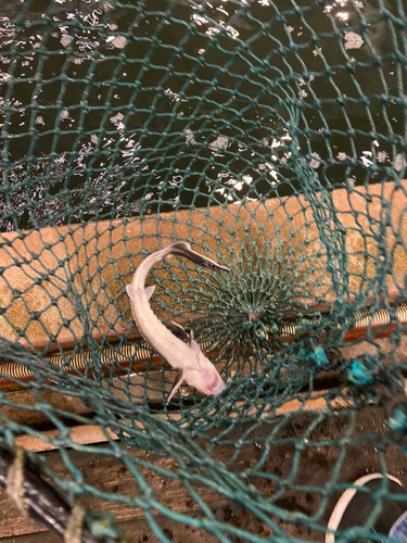 チョウザメの釣果