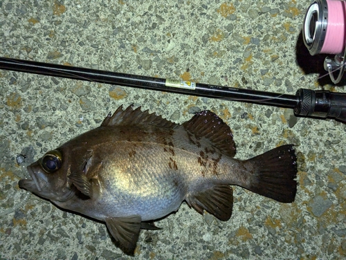 メバルの釣果