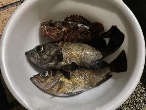 メバルの釣果