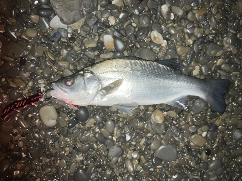 ヒラスズキの釣果