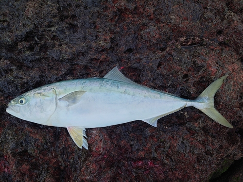 ヤズの釣果