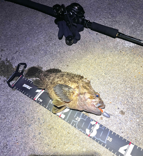 オウゴンムラソイの釣果