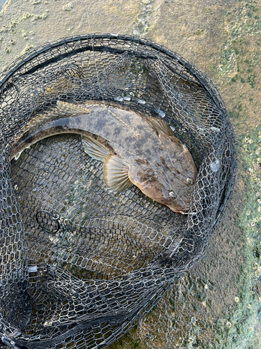 マゴチの釣果