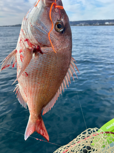 タイの釣果