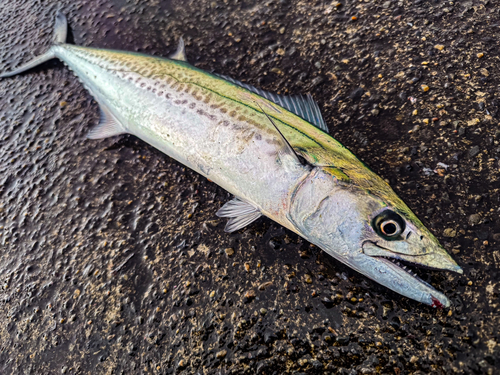 サゴシの釣果