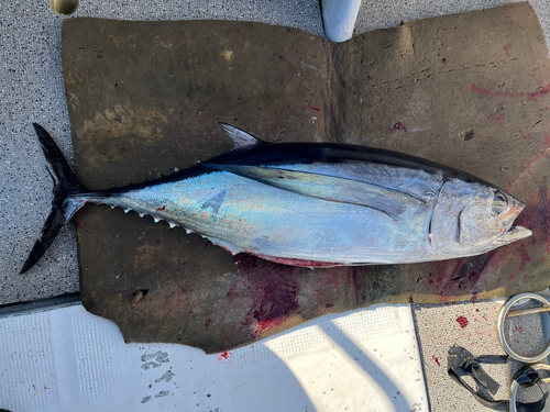 ビンチョウマグロの釣果