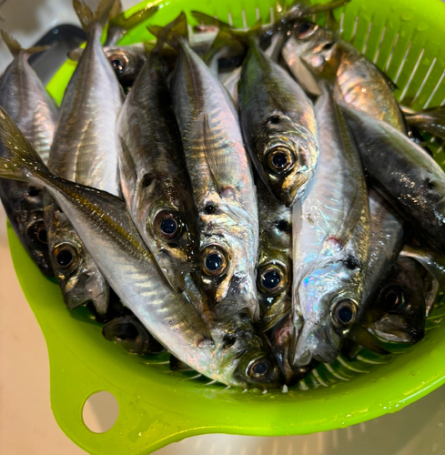 アジの釣果