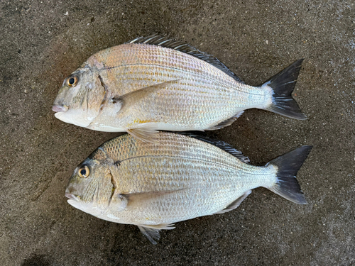 ヘダイの釣果