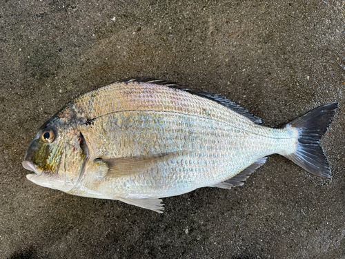 ヘダイの釣果