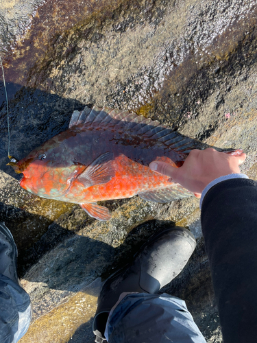 ブダイの釣果