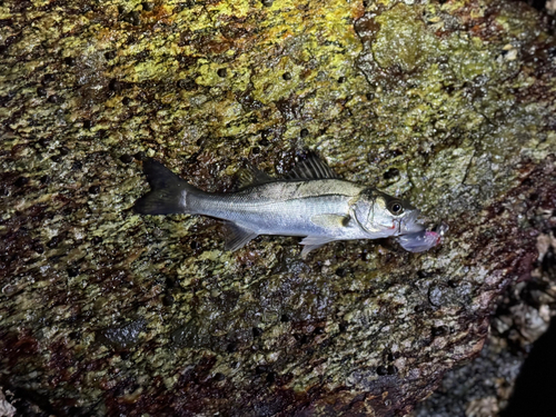 セイゴ（マルスズキ）の釣果