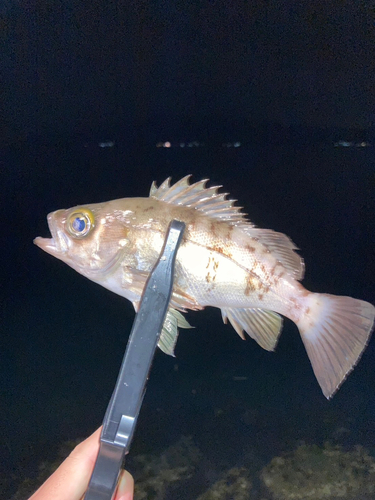 メバルの釣果