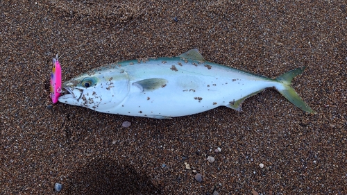 ハマチの釣果